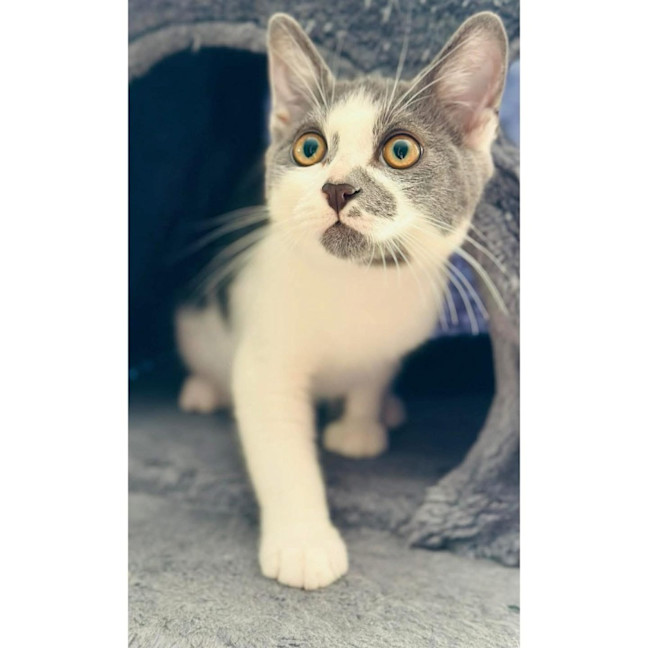 Photo of 13558   Peppy