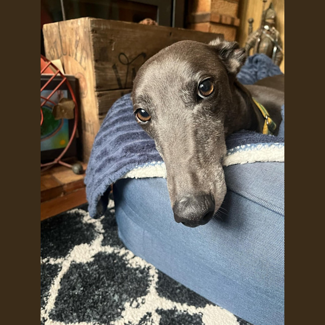 Photo of Lola