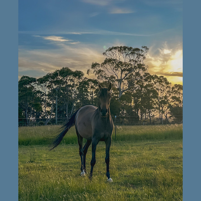 Photo of Armadell Manni