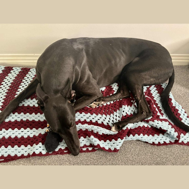 Photo of Carla, They Greyhound