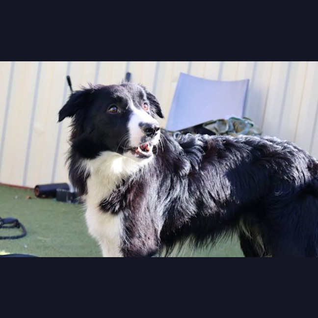 Photo of Whisper 