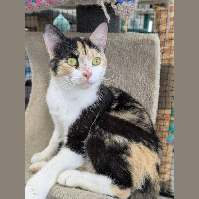 Photo of 🎀 Lucinda 6643 🎀