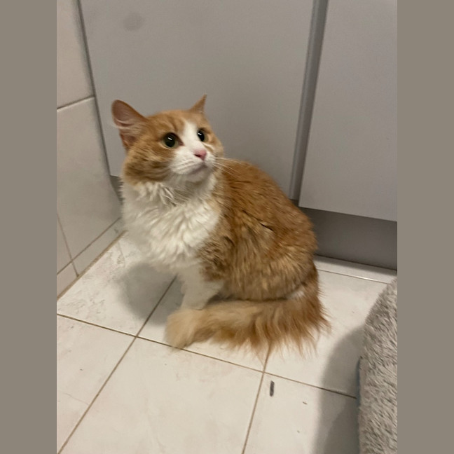 Photo of Yoshi