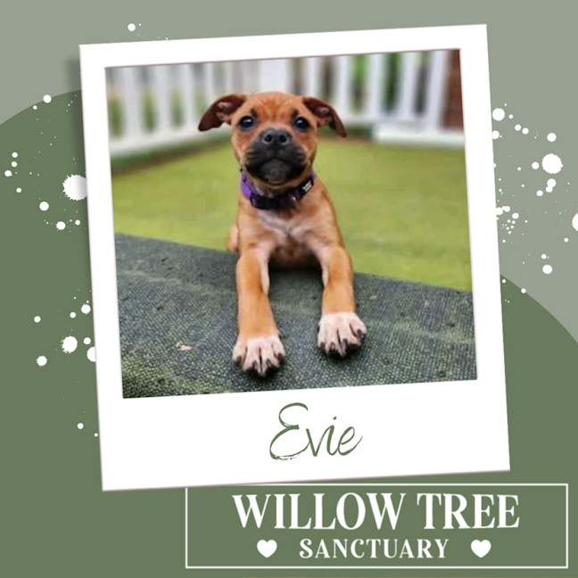 Photo of Evie