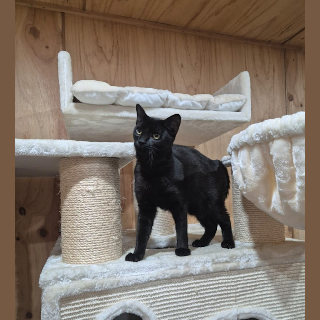 Photo of Bella