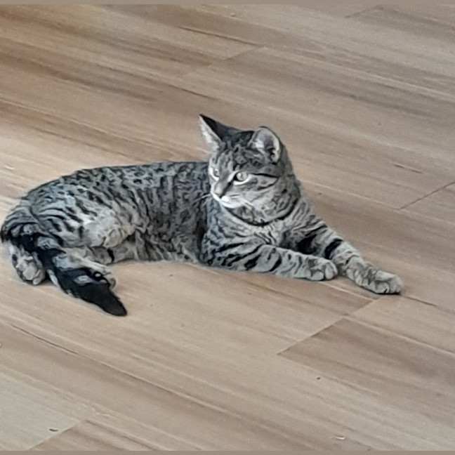 Photo of Jennifer Sparkles