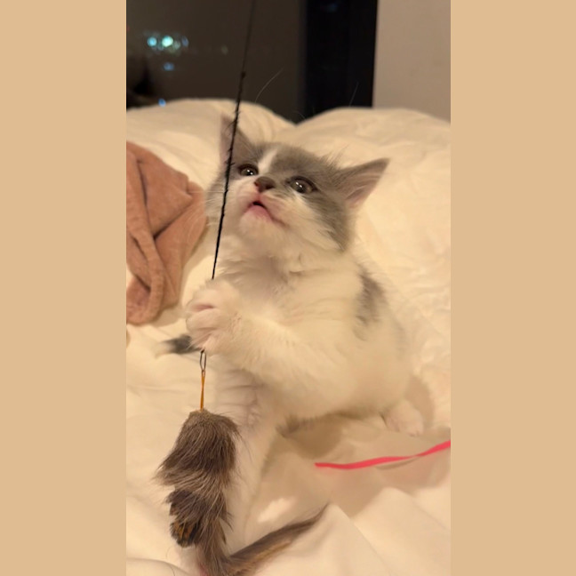 Photo of Pippa