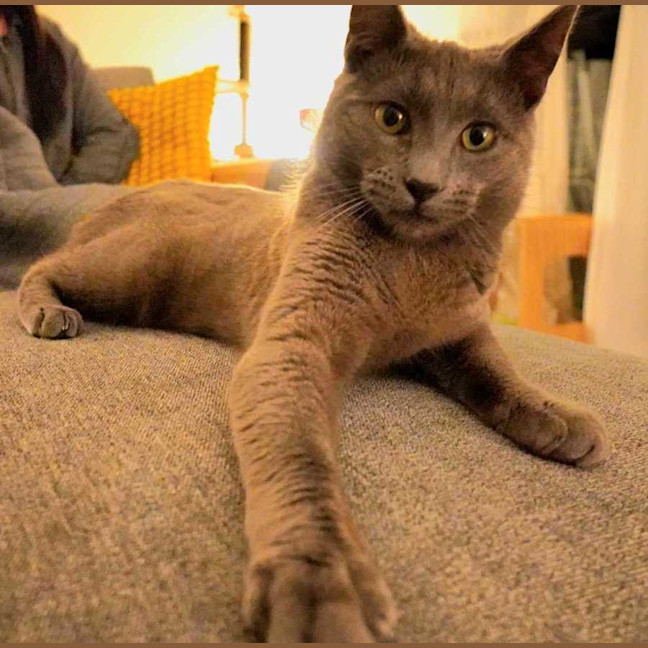 Photo of Taro