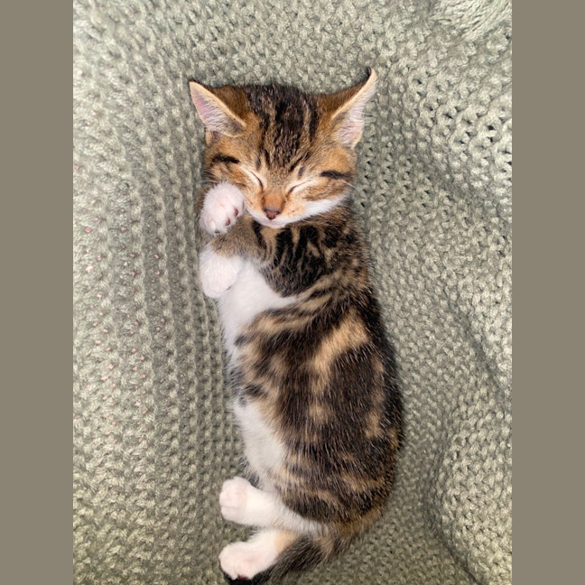 Photo of Pumpkin 