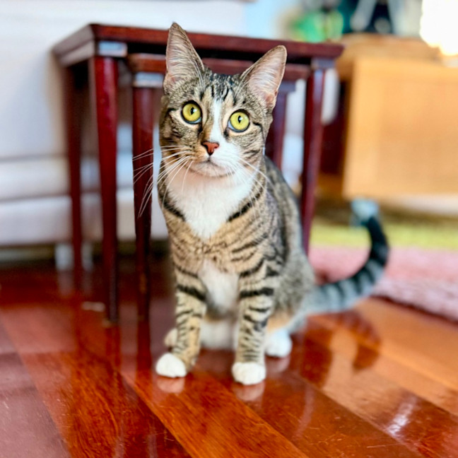 Photo of Lindsay   Located In Westmeadows