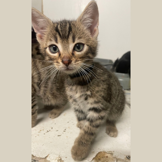 Photo of Nyx