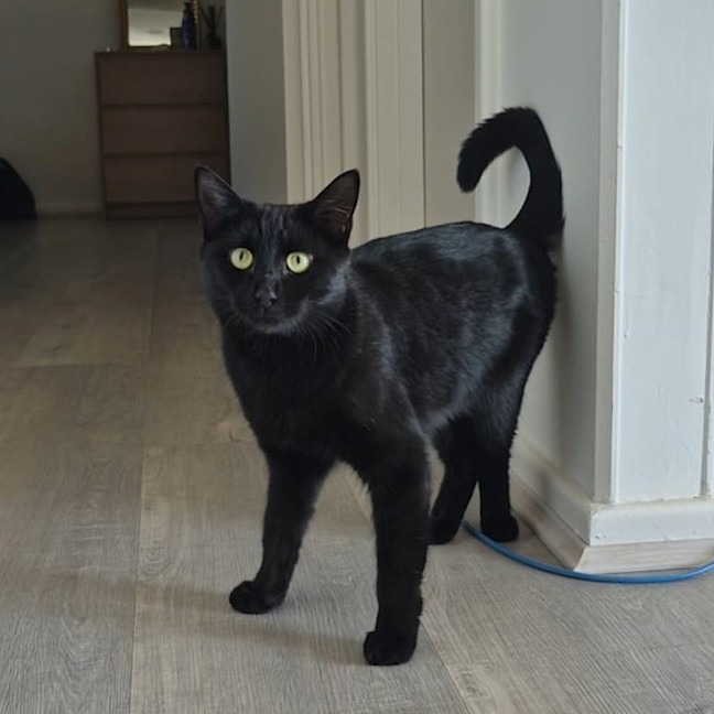 Photo of Liesa The Cat