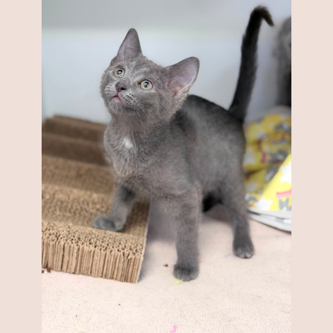 Photo of Licorice