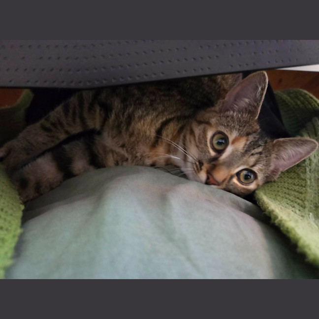Photo of Cosmo
