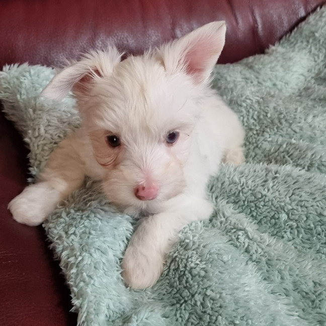 Photo of Dougal