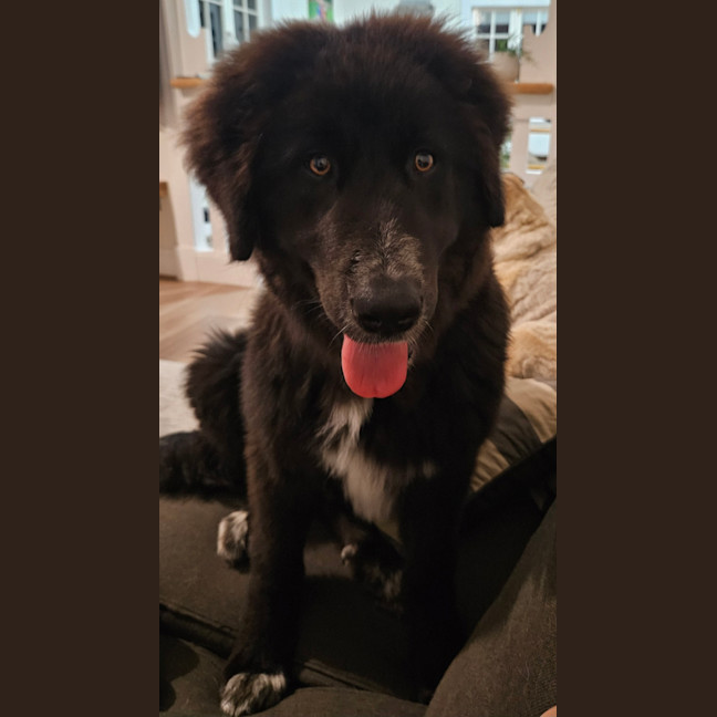 Photo of Daisy (Dipsy)