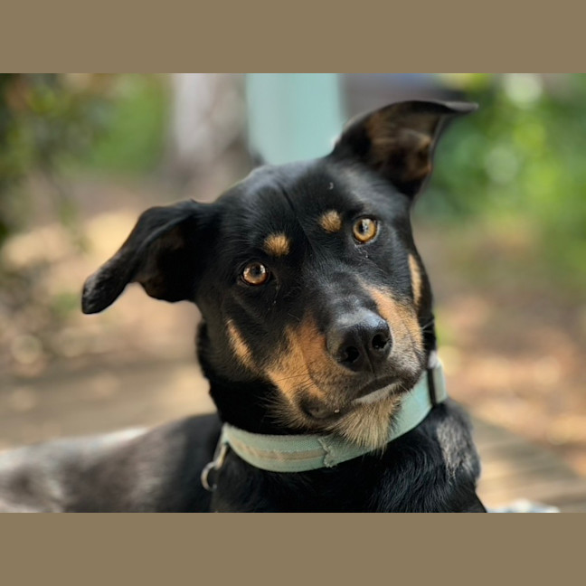 Photo of Alfalfa (Alfie)