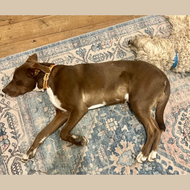 Photo of Rocky