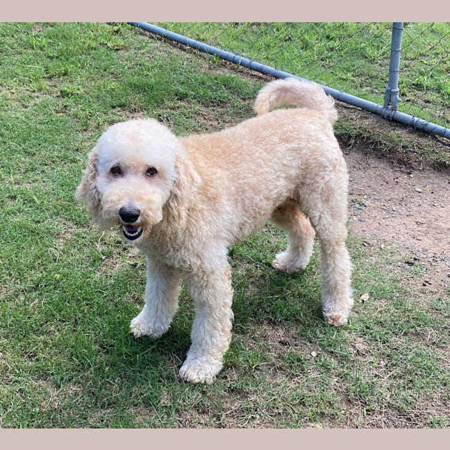 Photo of Maple