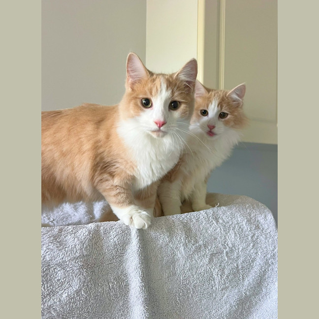 Photo of Tommy & Jerry