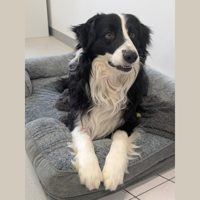 Photo of 🍎 Archie 6574 🍎