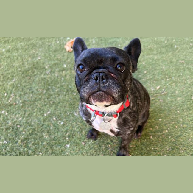 Photo of Dolly
