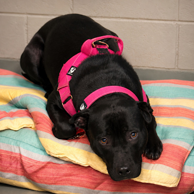 Photo of Nala