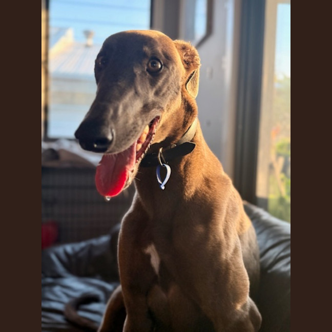 Photo of Bluey   3 Year Old Greyhound