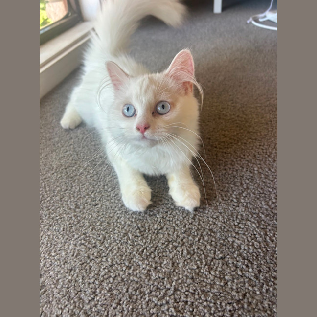 Photo of Marie   12 Week Old Ragdoll X
