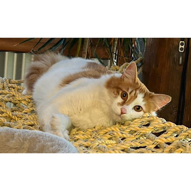 Photo of 11158   Rowan