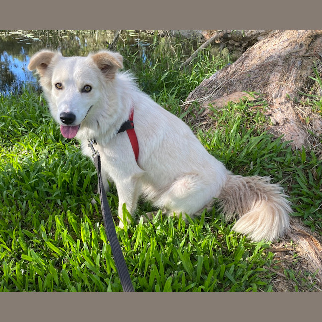 Photo of Pancake