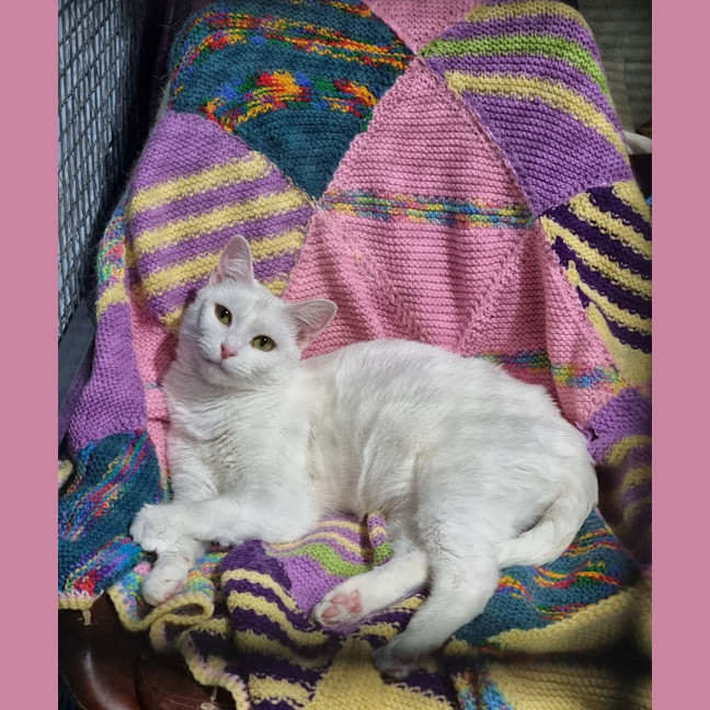 Photo of Indi