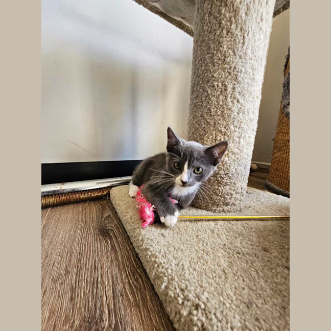 Photo of Henrietta