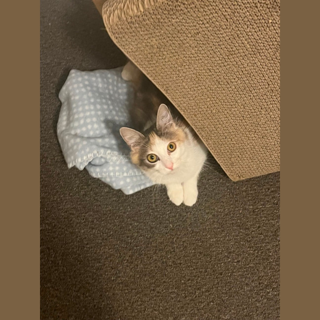 Photo of Pancake