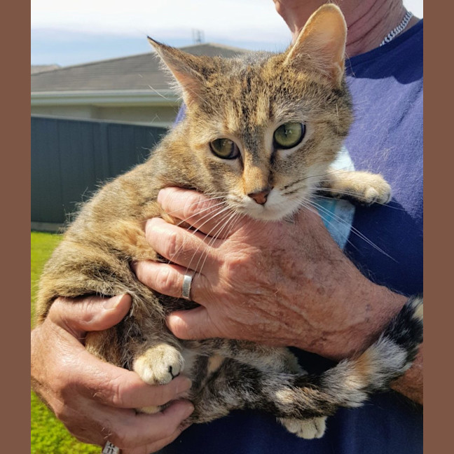 Photo of Luna   Now At Pet Quarters Rutherford