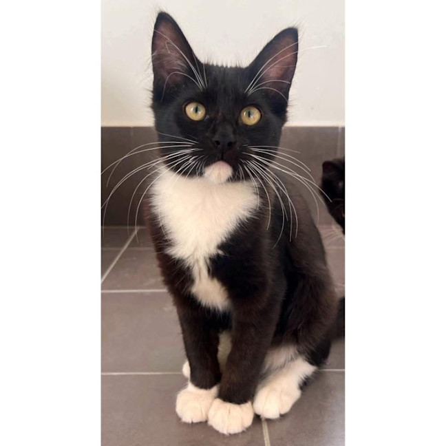 Photo of 11936   Louis