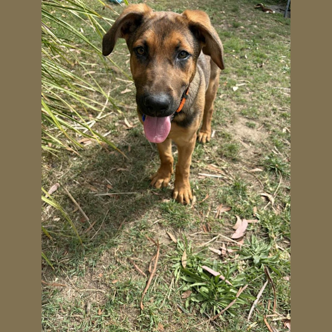 Photo of Emerald   5 Month Old German Shepherd X