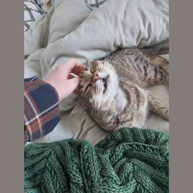 Photo of Goose