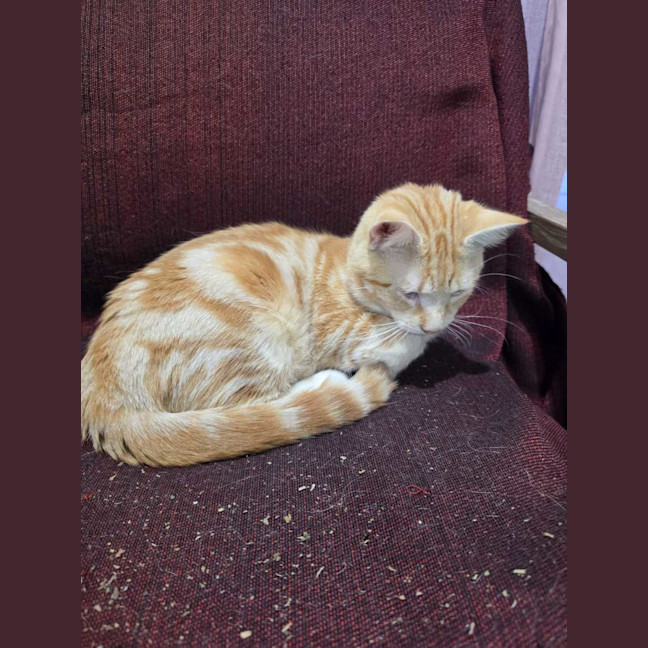 Photo of Shadow