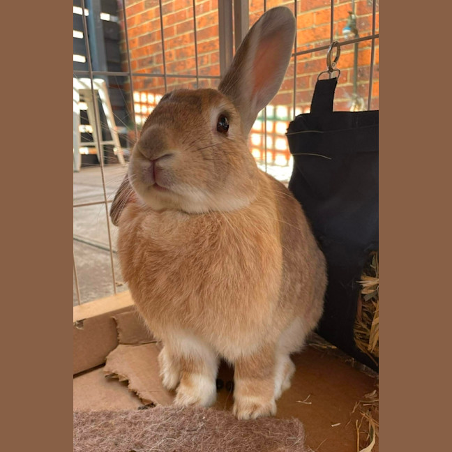 Photo of Poppet