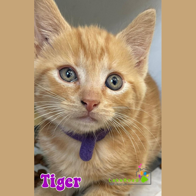 Photo of Tiger