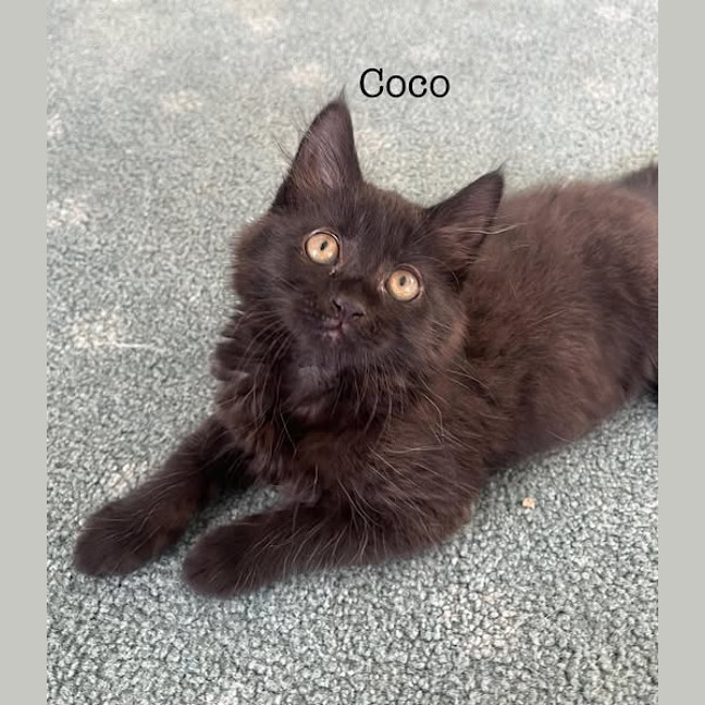 Photo of Coco