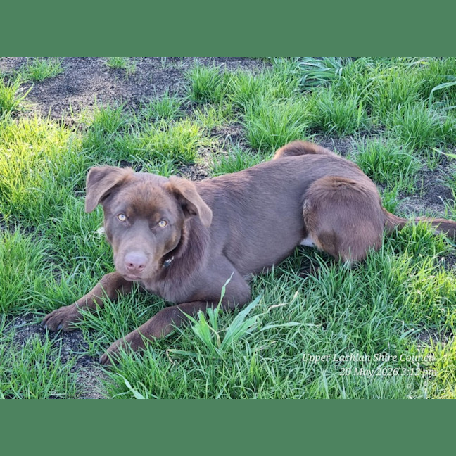 Photo of Milo