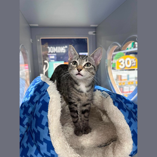 Photo of Pixel