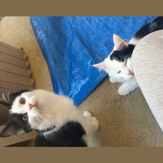 Photo of Chickpea