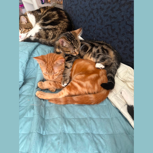 Photo of Roy Harper **2nd Chance Cat Rescue**