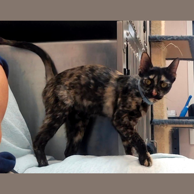 Photo of Cosmo (8940)