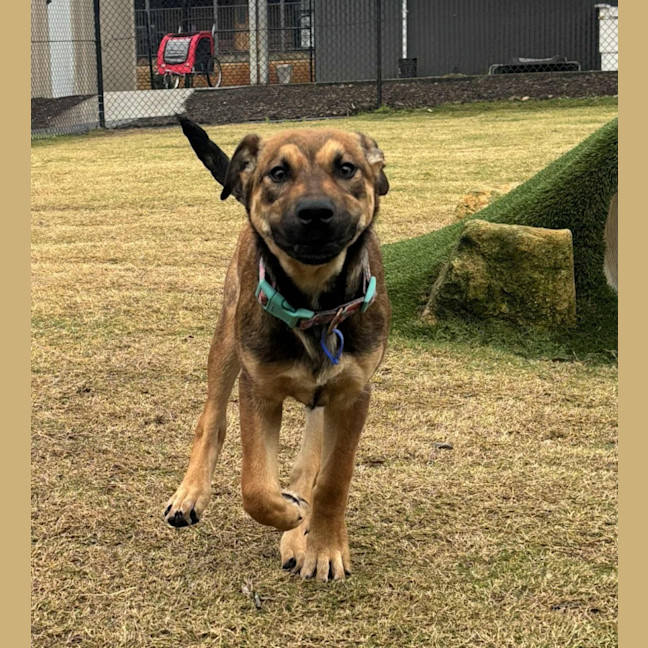 Photo of Bee   5 Month Old Ridgeback X