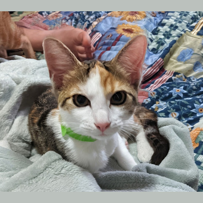 Photo of Honey