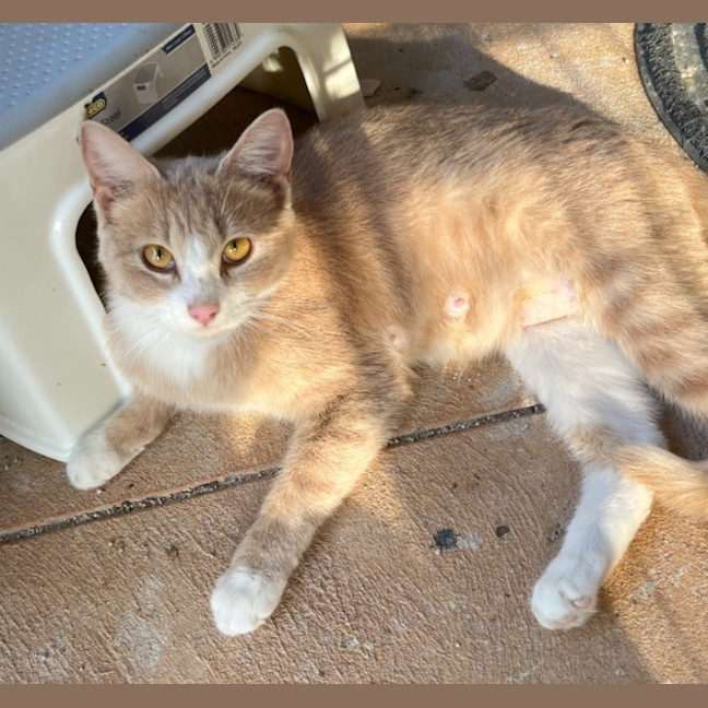 Photo of Callie
